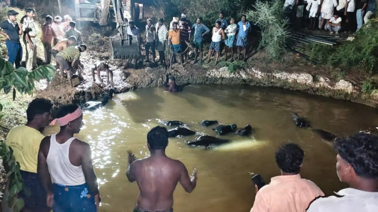Nandyal District : ఏపీలో విషాద ఘటన.. వ్యవసాయ బావిలోపడిన 40 గేదెలు.. ఊపిరాడక ఎనిమిది మృతి..