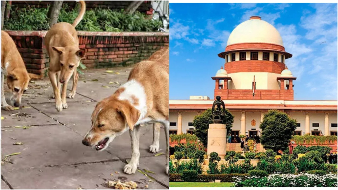Stray Dogs : వీధి కుక్కల కేసులో సుప్రీం కోర్టు కీలక తీర్పు.. ‘రోడ్ల మీద కుక్కలు కనిపిస్తే వదలొద్దు.. అలా చేస్తే కోర్టు ధిక్కరణే’