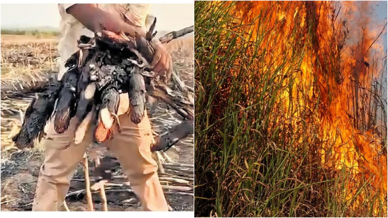Fire Accident : రైతన్న గుండెల్లో మంటలు.. 100 ఎకరాల్లో కాలి బూడిదైన పంట..