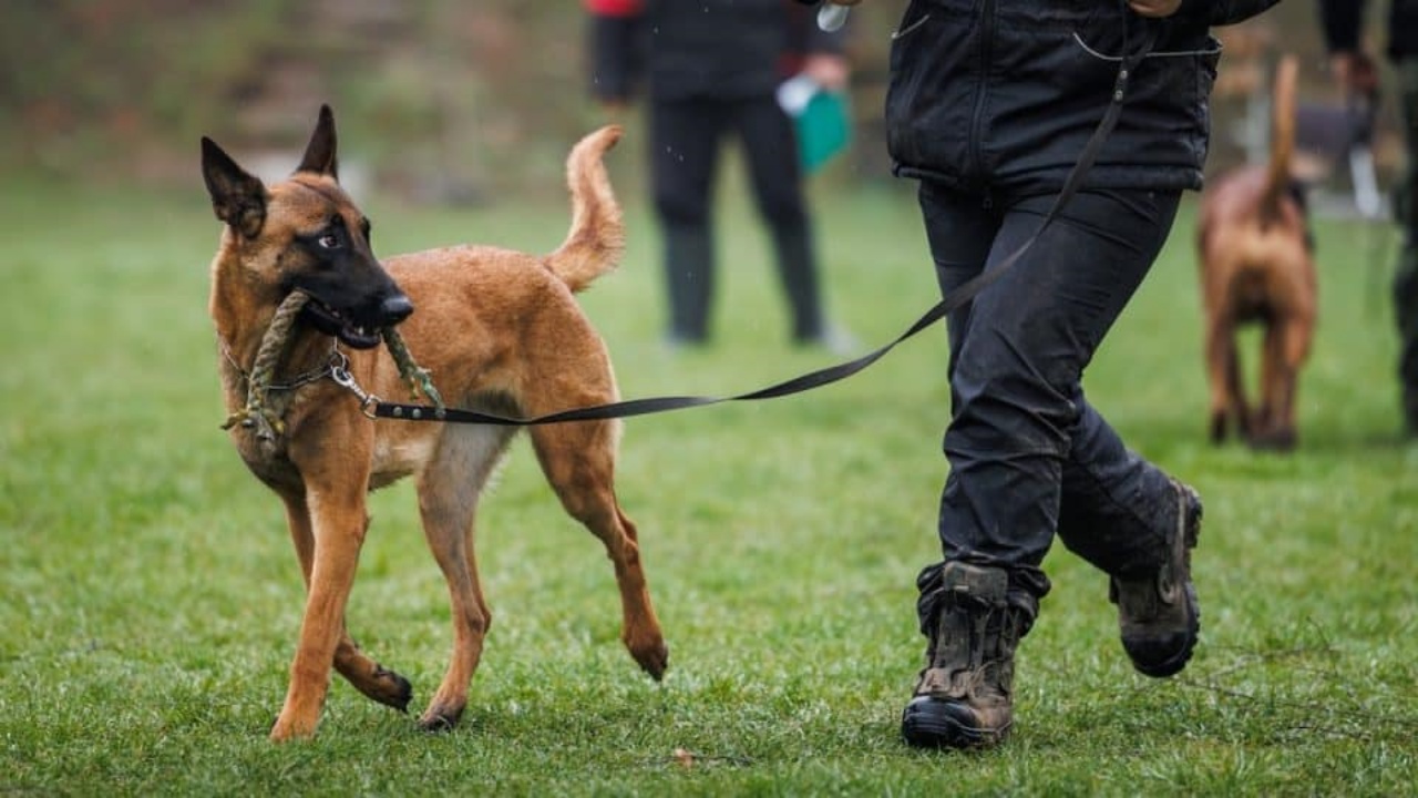 Techie Dog Walking : పార్ట్ టైం జాబ్.. నెలకు రూ. 6లక్షలు.. కేవలం కుక్కలను వాకింగ్ కి తీసుకెళ్తే చాలు.. ఎక్కడంటే..!