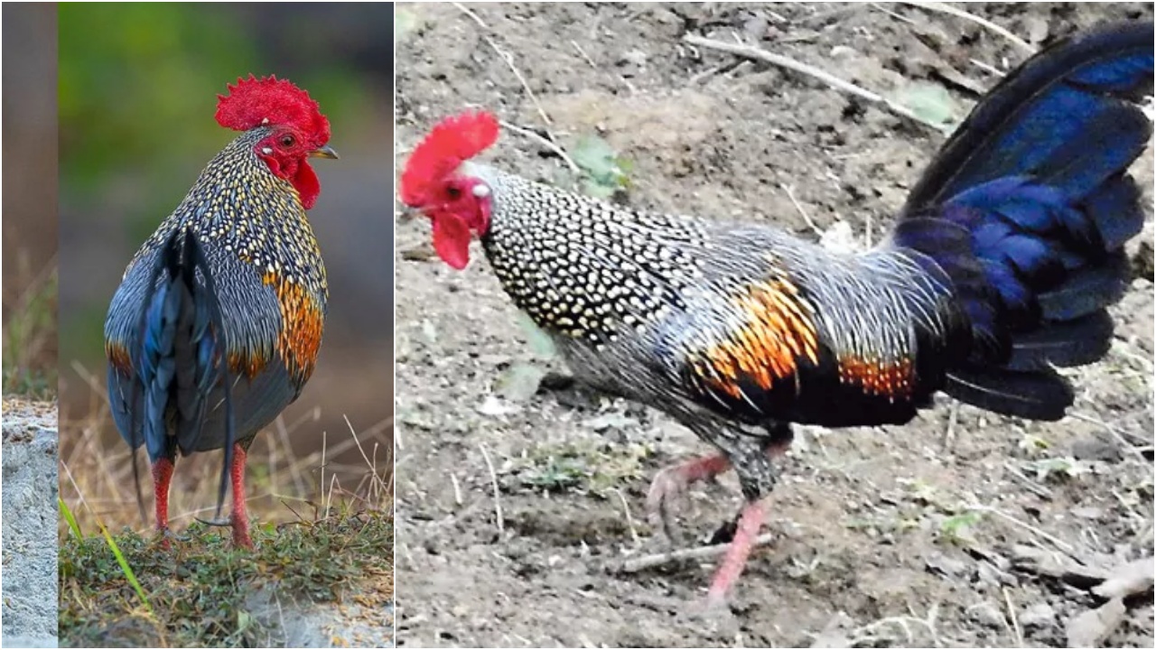 Wild Jungle Chicken : కోడి పుంజు ఖతర్నాక్ ఉందని.. కోసి కూర వండుదామనుకున్నారేమో.. జైలుకు వెళ్తారు జాగ్రత్త..!
