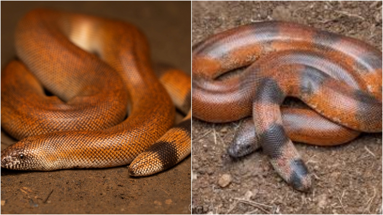Red Sand Boa : అరుదైన పాము.. అదృష్ట చిహ్నం.. రూ.కోట్లలో ధర.. ఎలా పట్టుబడిందంటే..!