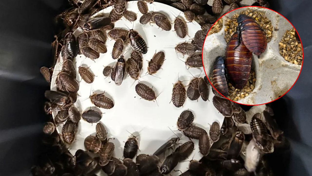 Cockroach Kingpin: అమ్మబాబోయ్.. ఒకేచోట లక్షల బొద్దింకలు.. ఆస్ట్రేలియాలో బయటపడ్డ విచిత్ర దందా!