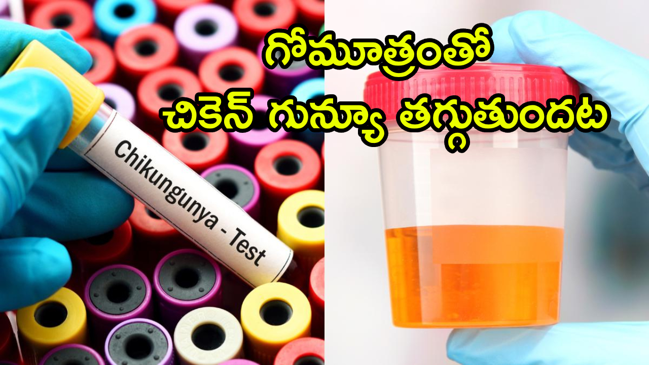 Chikungunya : గోమూత్రంతో చికెన్ గున్యూ తగ్గుతుందట.. ఐఐటీ పరిశోధనల్లో సంచలన ఫలితాలు