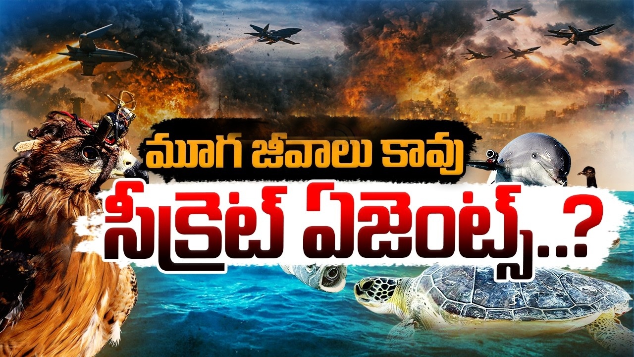 China Spy Turtles : జంతువులతో సీక్రెట్ మిషన్.. తాబేళ్లు, చేపల రూపంలో గూఢచారులు?.. చైనాను వణికిస్తున్న సముద్ర రహస్యం!