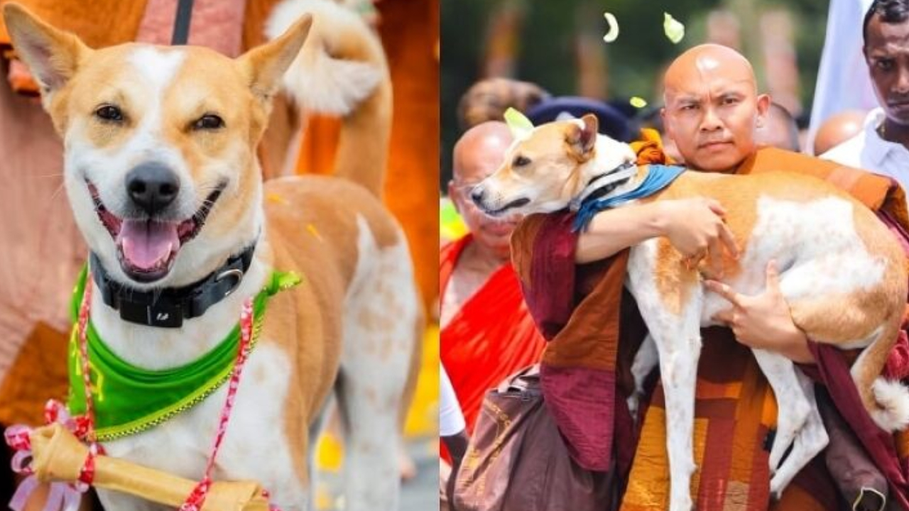 Peace Dog Aloka: 3,700కి.మీ.లు పీస్ వాక్.. అమెరికానే షేక్ చేసిన మన ‘అలోకా’.. ఢిల్లీలో ఘనస్వాగతం
