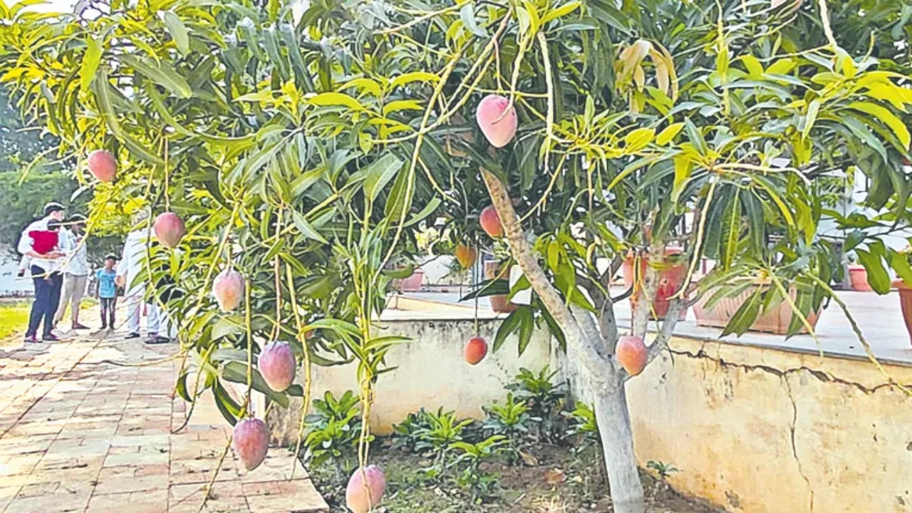 Miyazaki Mango Ranga Reddy : ఈ మామిడి పండ్లు కేజీ రూ.3 లక్షలు.. మన రంగారెడ్డి జిల్లాలోనే