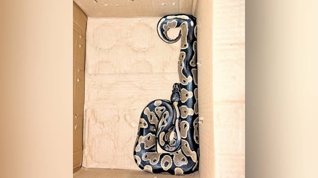 Pythons Found in Apartment : బాబోయ్.. తన ప్లాట్‌లో కొండచిలువను పెంచుకుంటున్న యువకుడు.. పోలీసుల ఎంట్రీతో అసలు విషయం వెలుగులోకి..