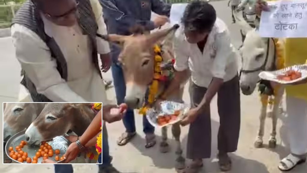 Bhopal : వర్షాల కోసం గాడిదలకు గులాబ్ జామ్లు.. మధ్యప్రదేశ్లో విచిత్ర ఆచారం! వీడియో వైరల్