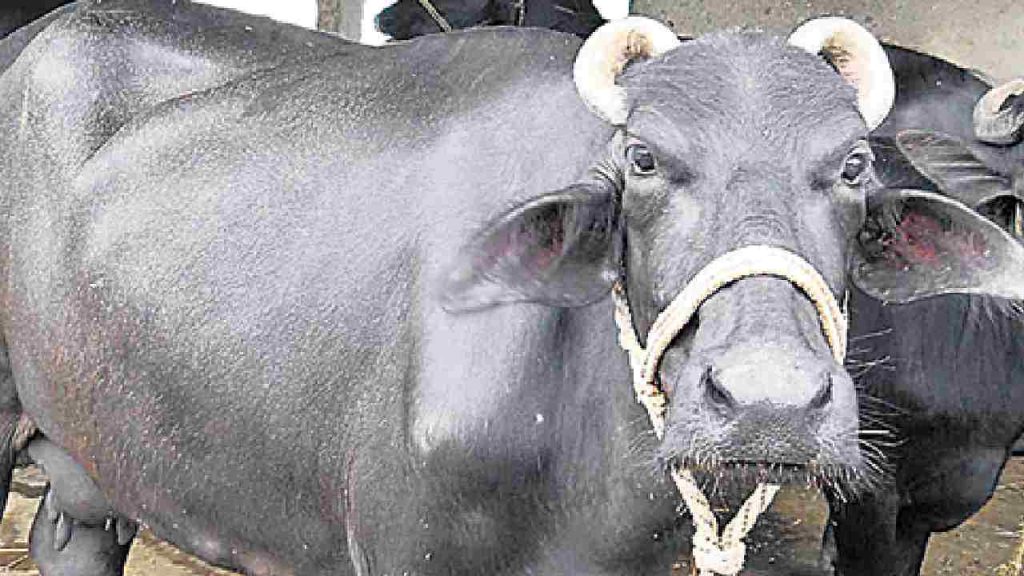 Buffalo Attack: పెంచుకున్న గేదె.. పొడిచి చంపేసింది.. హైదరాబాద్లో తీవ్ర విషాదం
