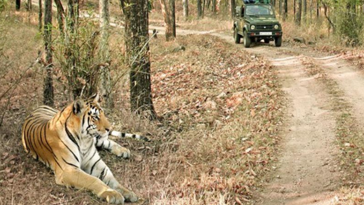 Nandyala Jungle Safari : ప్రకృతి ప్రేమికులకు శుభవార్త.. నల్లమలలో కొత్త జంగిల్ సఫారీ ప్రారంభం