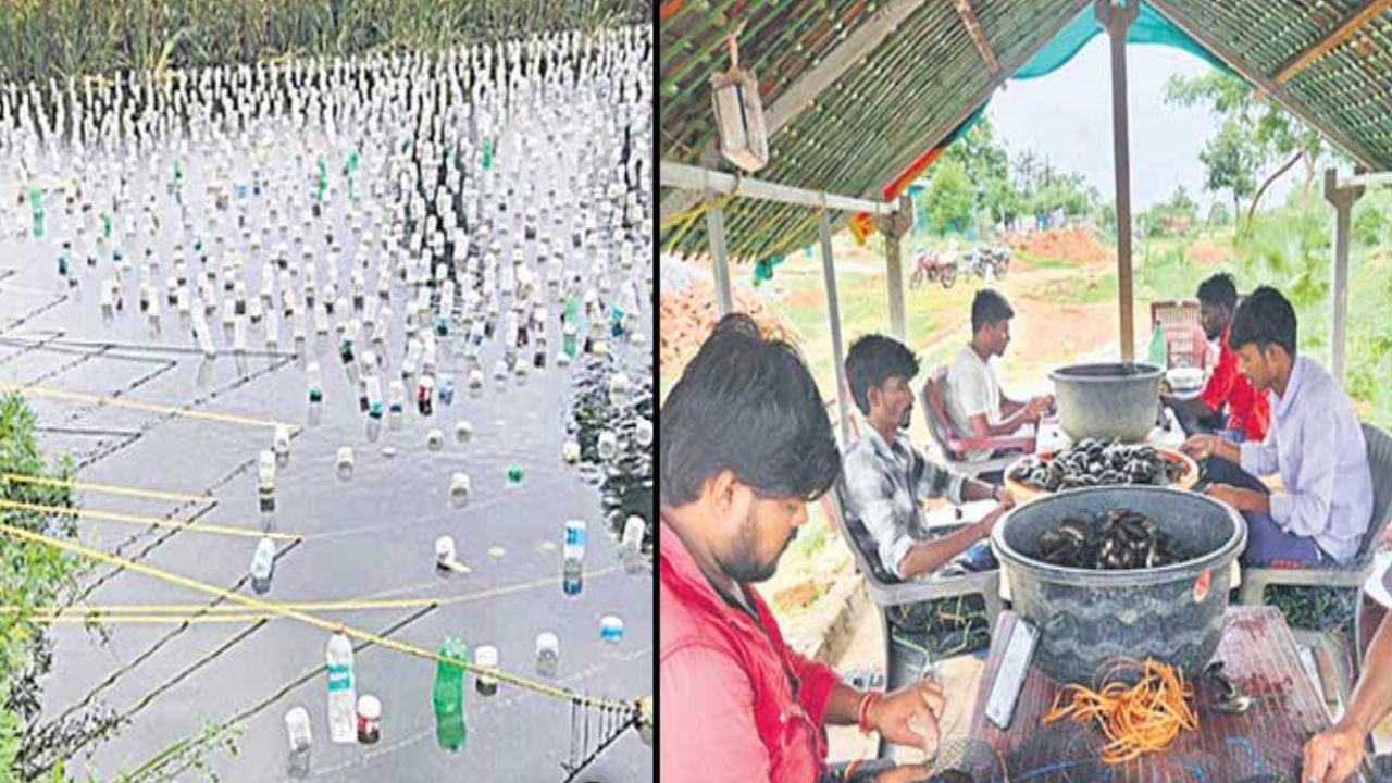 Telanagana Pearl Farming : ముత్యాల సాగుతో లక్షల్లో ఆదాయం.. తెలంగాణ రైతులకు కొత్త ‘గోల్డ్ మైన్’ అవుతుందా?