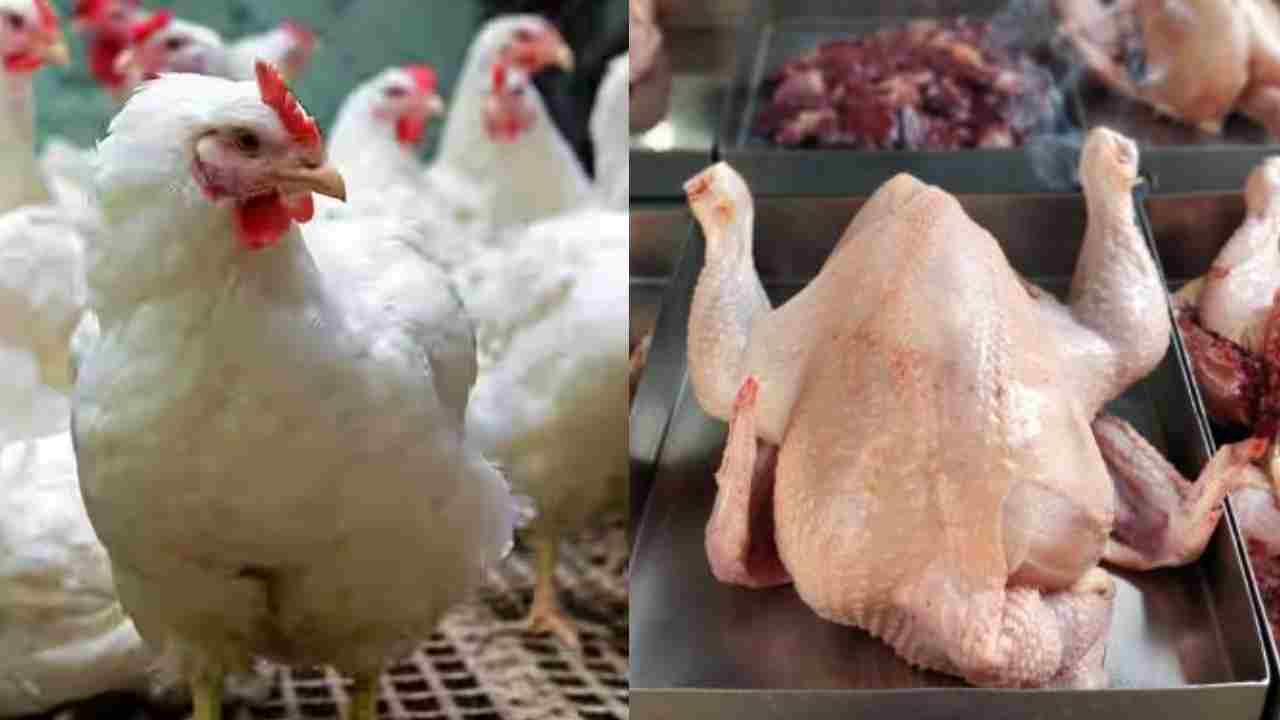 Chicken Prices Hike: నాన్ వెజ్ ప్రియులకు షాక్.. భారీగా పెరిగిన చికెన్ ధరలు.. కారణం ఏంటంటే?