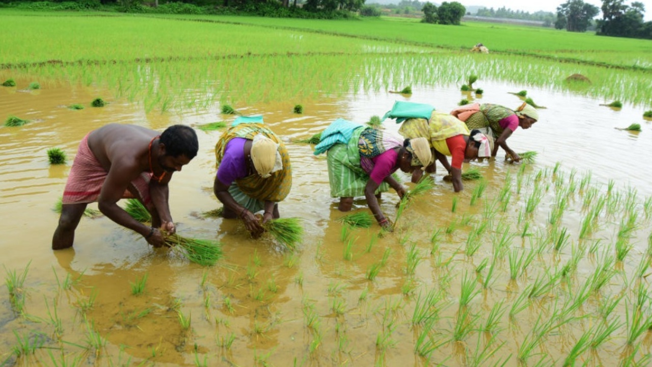 Telangana Govt : తెలంగాణ రైతులకు బిగ్ అలర్ట్.. ఈ ఏడాది బోనస్ ఇచ్చేది వీళ్లకే.. గడువులోపు నమోదు చేసుకోవాలి..