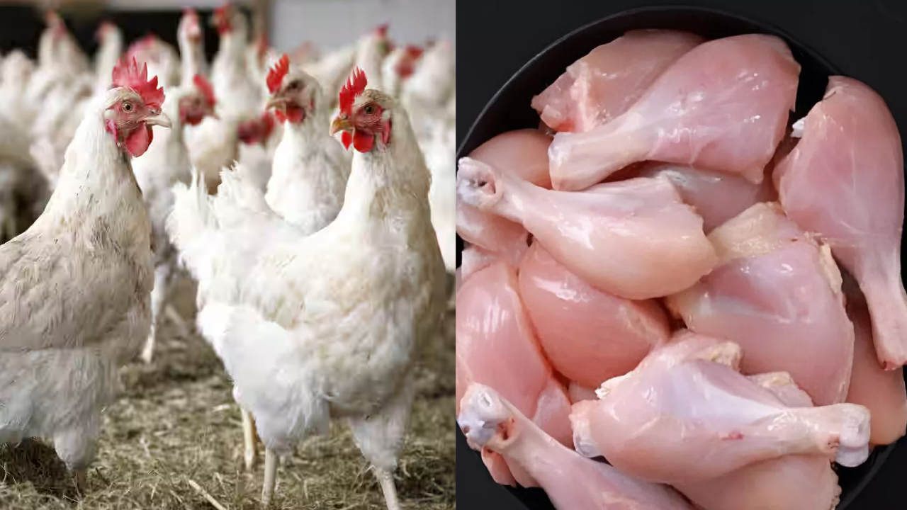 Chicken Prices: నాన్ వెజ్ ప్రియులకు గుడ్ న్యూస్.. భారీగా తగ్గిన చికెన్ ధరలు.. కేజీ ఎంతో తెలుసా?