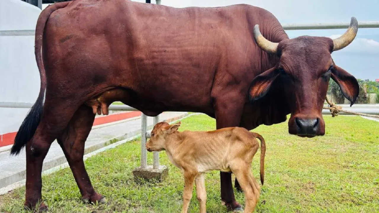 IVF Calf Born: అస్సాంలో తొలి IVF దూడ జననం.. ‘లఖిమి’ స్వదేశీ జాతి పశువు.. బయోటెక్నాలజీ రంగంలో సరికొత్త విప్లవం