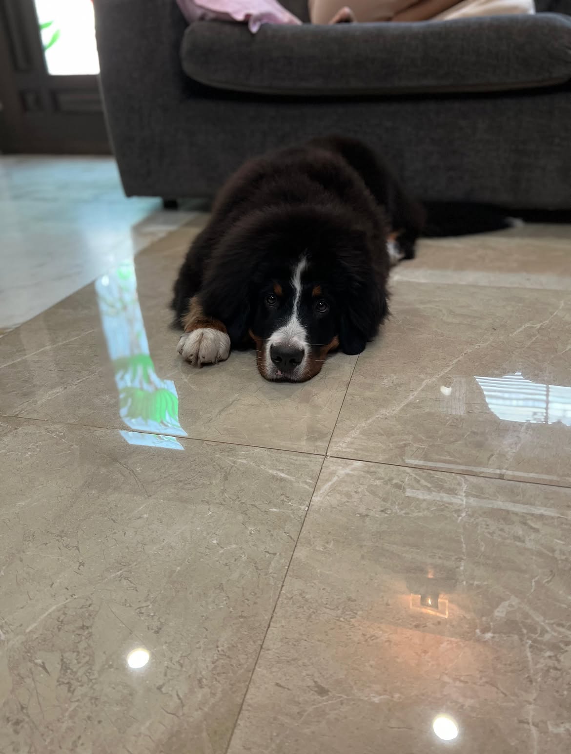Jr NTR Shares Emotional Post on his Dog Passed Away