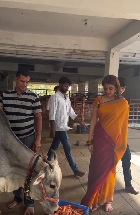 Nidhhi Agerwal fed the cows