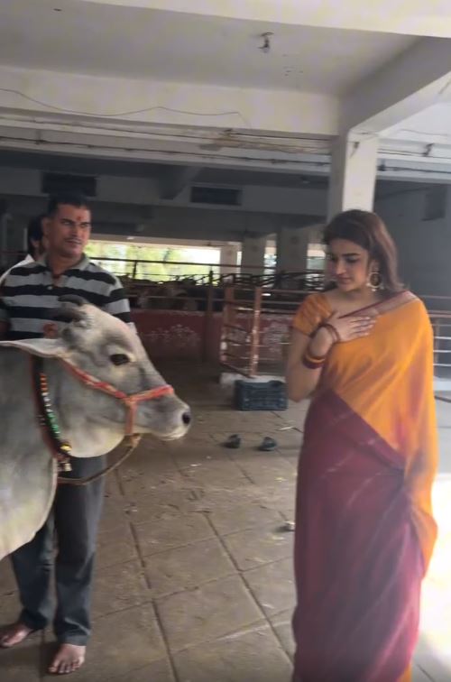 Nidhhi Agerwal fed the cows