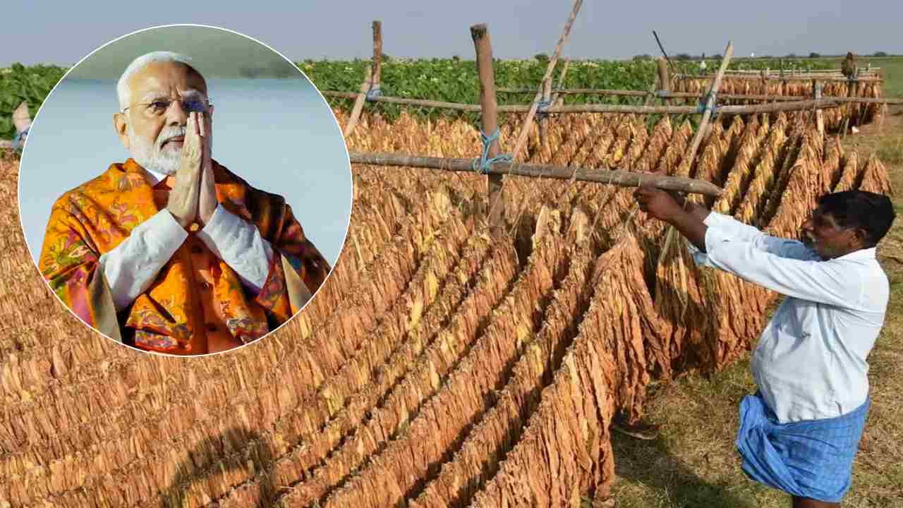 Ap Tobacco Farmers: ఏపీ పొగాకు రైతులకు కేంద్రం బంపర్ ఆఫర్.. ఒక్కొక్కరికి రూ.50 వేల రుణం.. అస్సలు మిస్ అవకండి