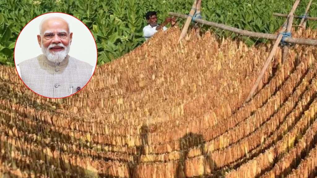 AP Tobacco Farmers: ఏపీ పొగాకు రైతులకు కేంద్రం శుభవార్త.. బార్న్‌కు వడ్డీ లేని రుణాలు.. ఏకంగా రూ.50 వేలు