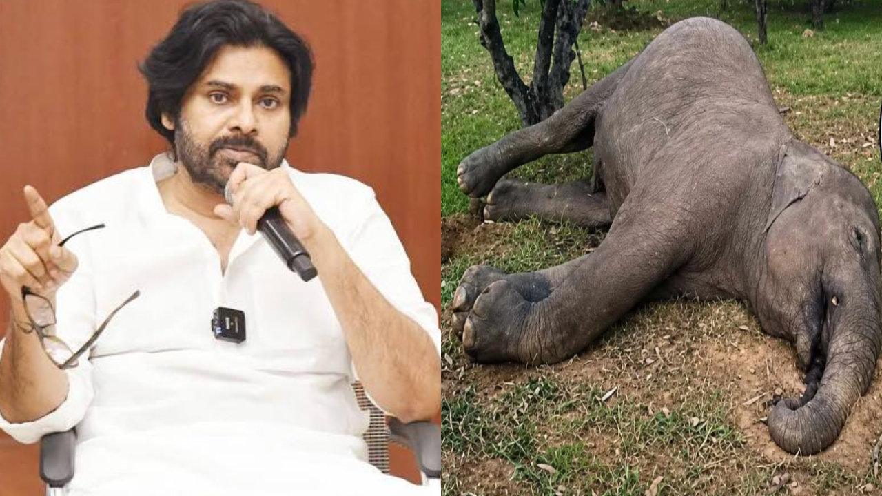 Elephant Death: విద్యుత్ షాక్‌తో ఏనుగు మృతి.. అధికారులకు పవన్ వార్నింగ్.. కీలక ఆదేశాలు