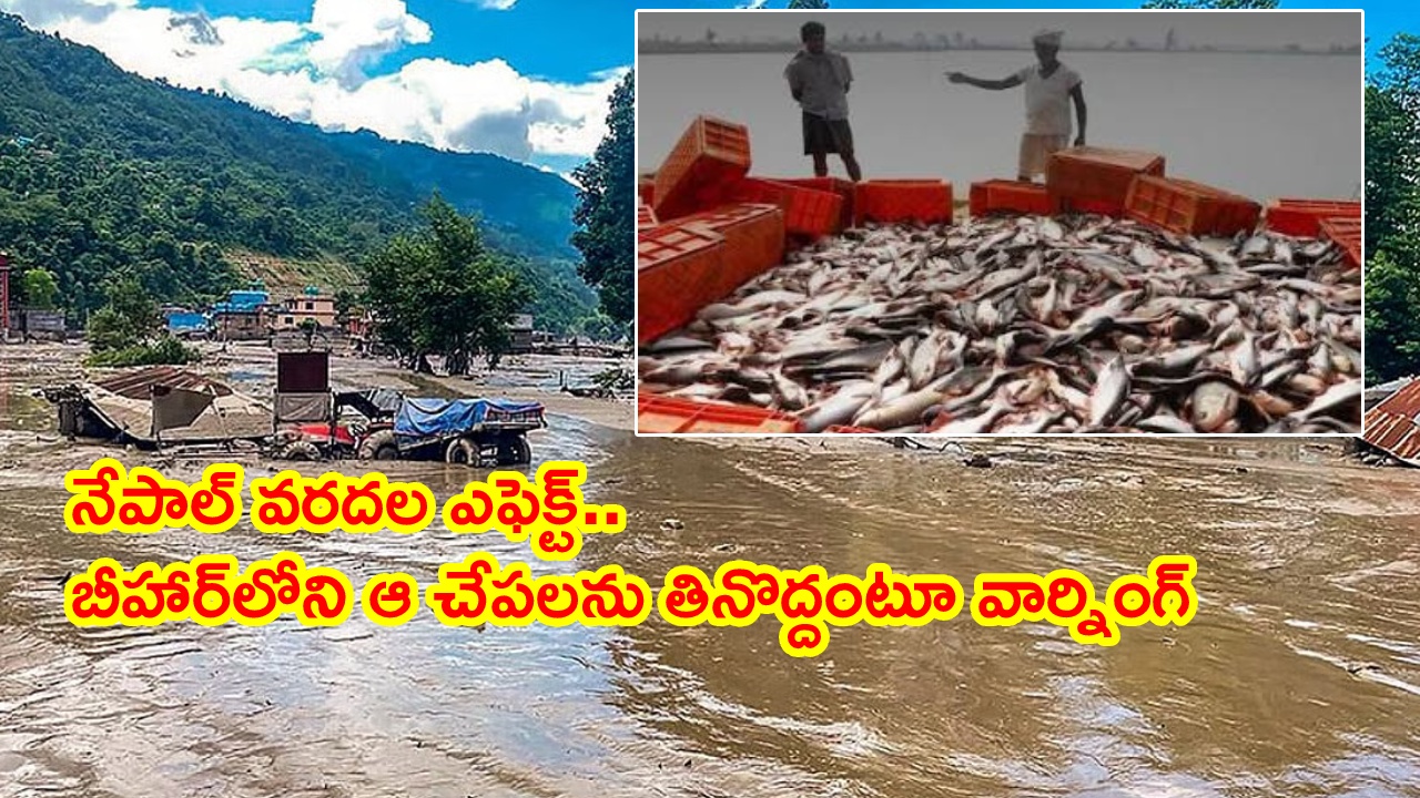 Bihar : నేపాల్ వరదల ఎఫెక్ట్.. బిహార్‌లో హైఅలర్ట్.. వరద నీటిలో దొరికిన చేపలు తినొద్దని హెచ్చరిక.. ఎందుకంటే?