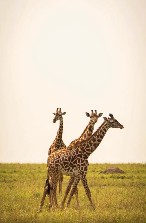 Nivetha Thomas Shares Maasai Mara National Reserve Vacation