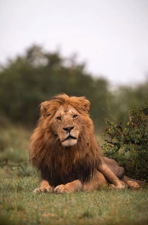 Nivetha Thomas Shares Maasai Mara National Reserve Vacation