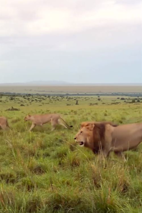 Nivetha Thomas Shares Maasai Mara National Reserve Vacation