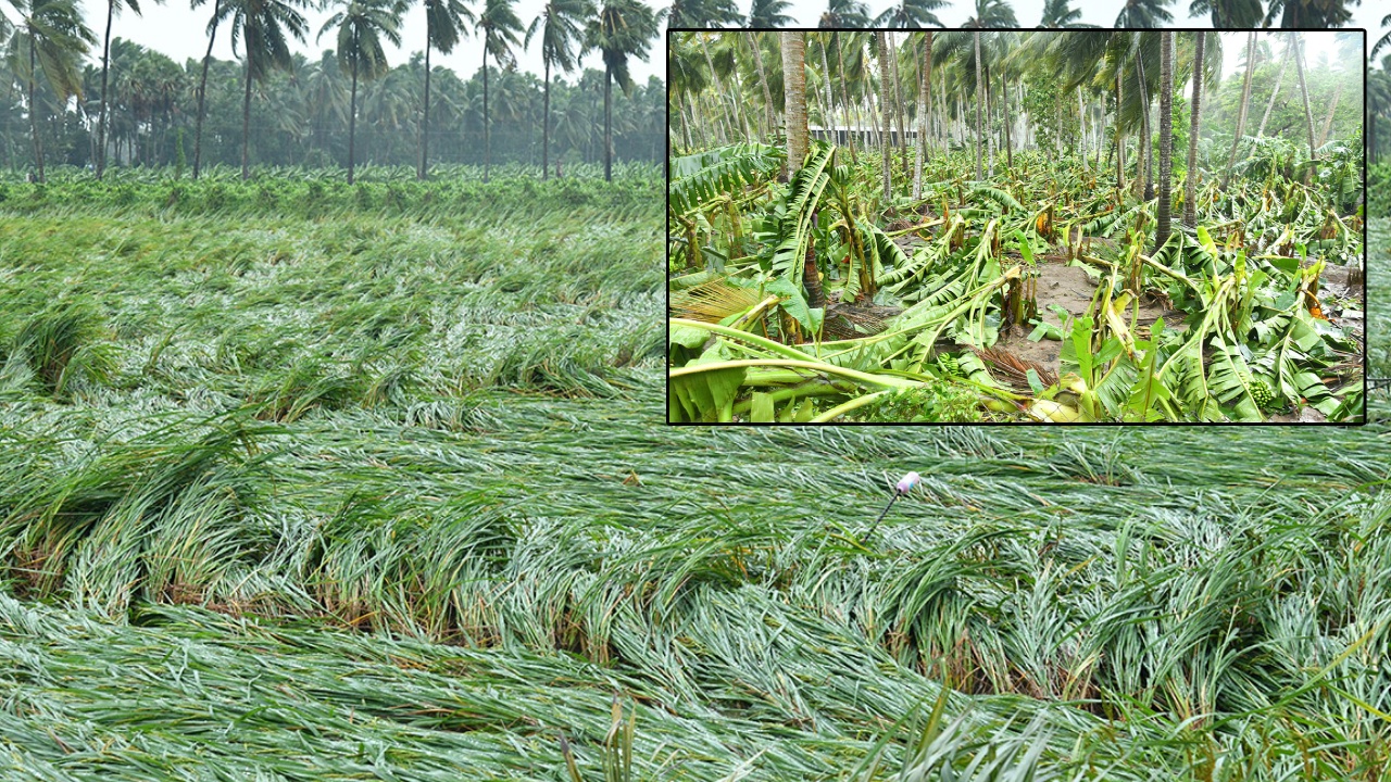 Cyclone Arnab Crop compensation : అర్నబ్ ఎఫెక్ట్.. నష్టపోయిన పంటలకు పరిహారం ప్రకటించిన ఏపీ సర్కార్‌.. ఏ పంటకు ఎంతంటే?